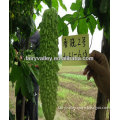 Chinese Hybrid Bitter Gourd Seeds/Bitter Melon Seeds/Balsam Pear Seed For Planting